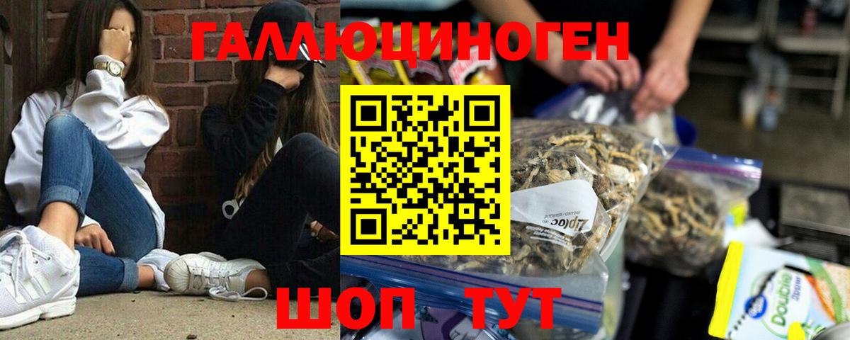 Псилоцибиновые грибы Psilocybe Бердск